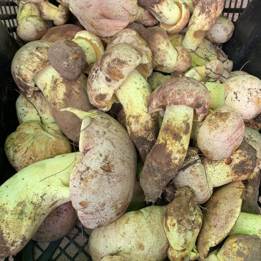 2022年白葱菌白葱菌粉菌见手青牛肝菌精品