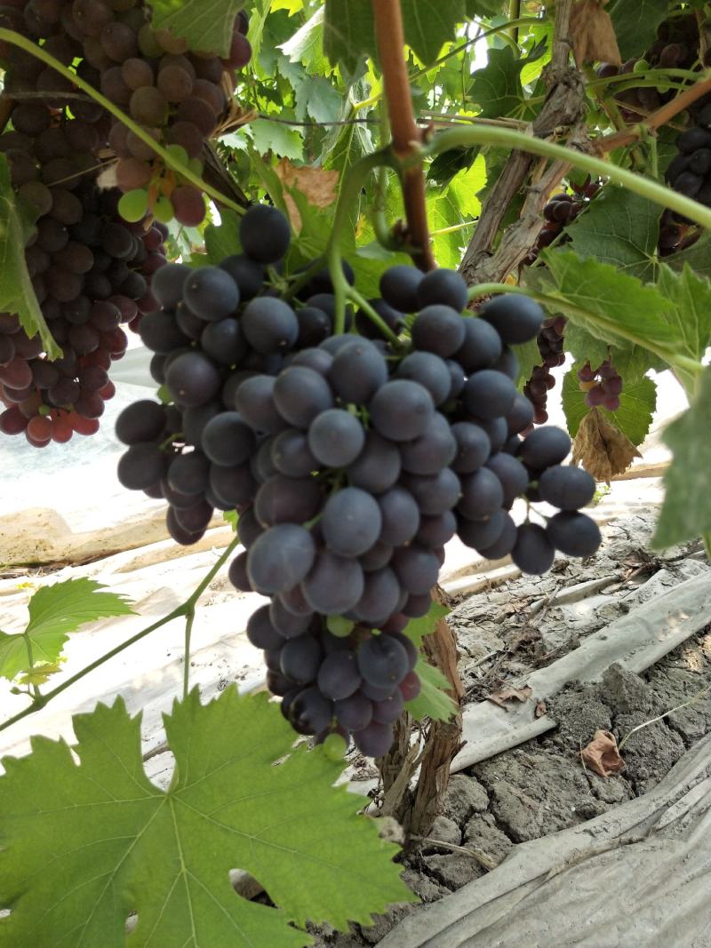 茶淀玫瑰香葡萄，几十年发展历程。产地直供，货源稳定