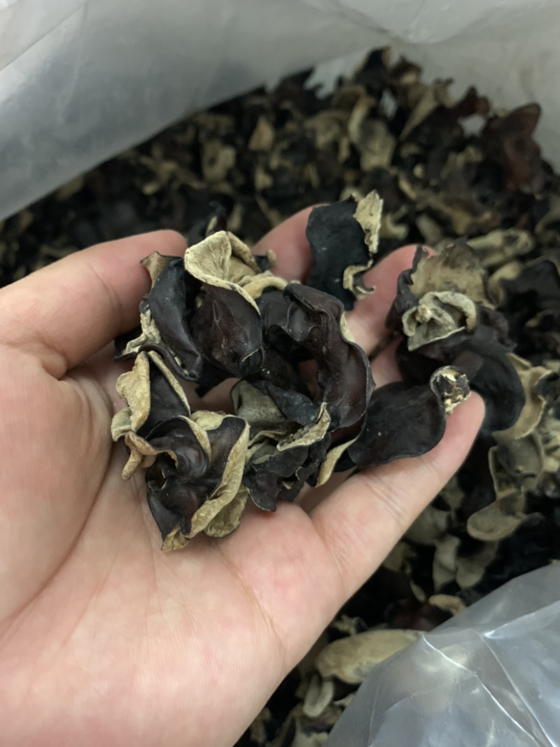 干货木耳火锅炒菜爽脆干木耳跑江湖地摊产品