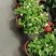 茉莉花，红盆，30-35高，冠幅20-30公分。