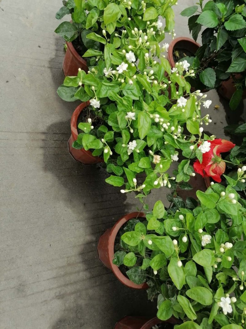 茉莉花，红盆，30-35高，冠幅20-30公分。