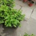 茉莉花，红盆，30-35高，冠幅20-30公分。