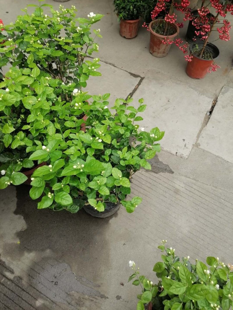 茉莉花，红盆，30-35高，冠幅20-30公分。