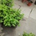 茉莉花，红盆，30-35高，冠幅20-30公分。