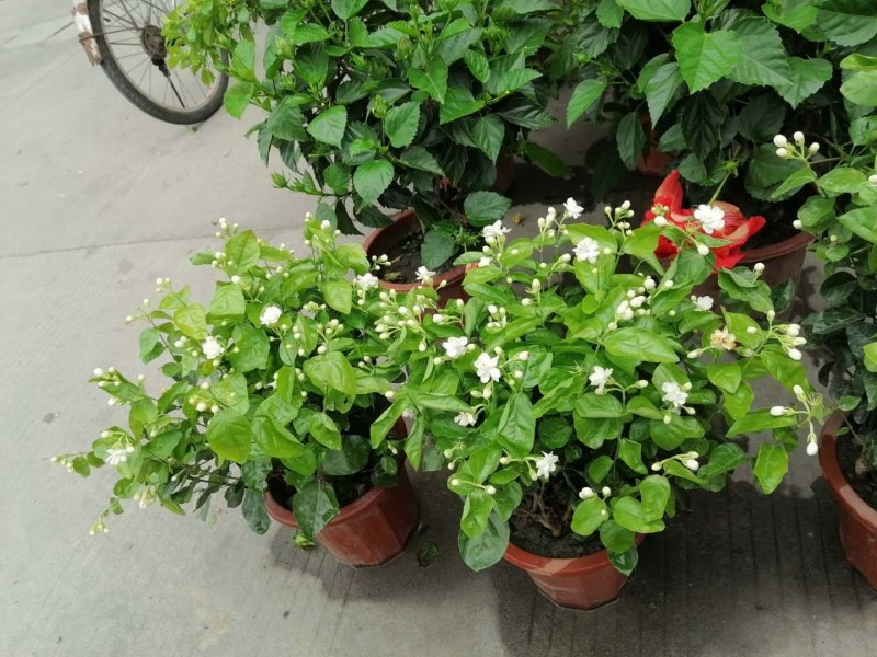 茉莉花，红盆，30-35高，冠幅20-30公分。
