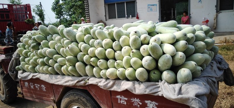 精品迷你小棒冬瓜，品质好，无虫害，大量供应，欢迎联系