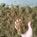 金银花药用金银花、茶用金银花，纯野生金银花