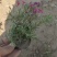 芝樱(丛生福禄考)花海用苗,红,玫红,粉,紫
