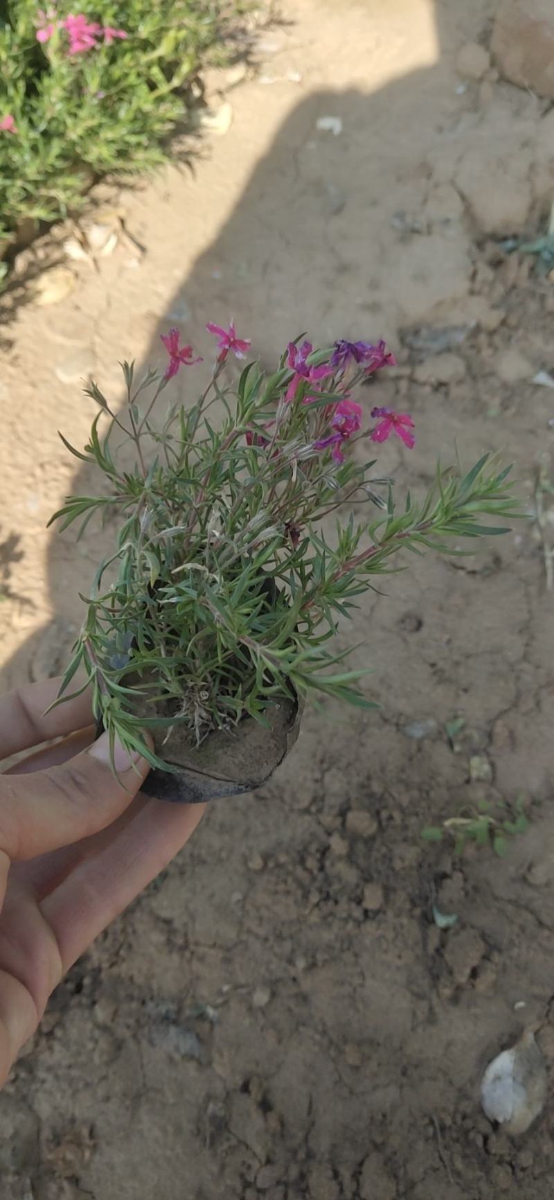 芝樱(丛生福禄考)花海用苗，红，玫红，粉，紫