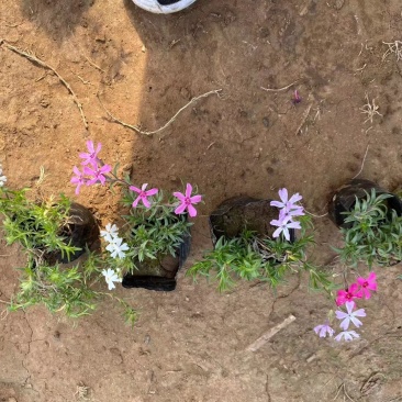 芝樱(丛生福禄考)花海用苗,红,玫红,粉,紫