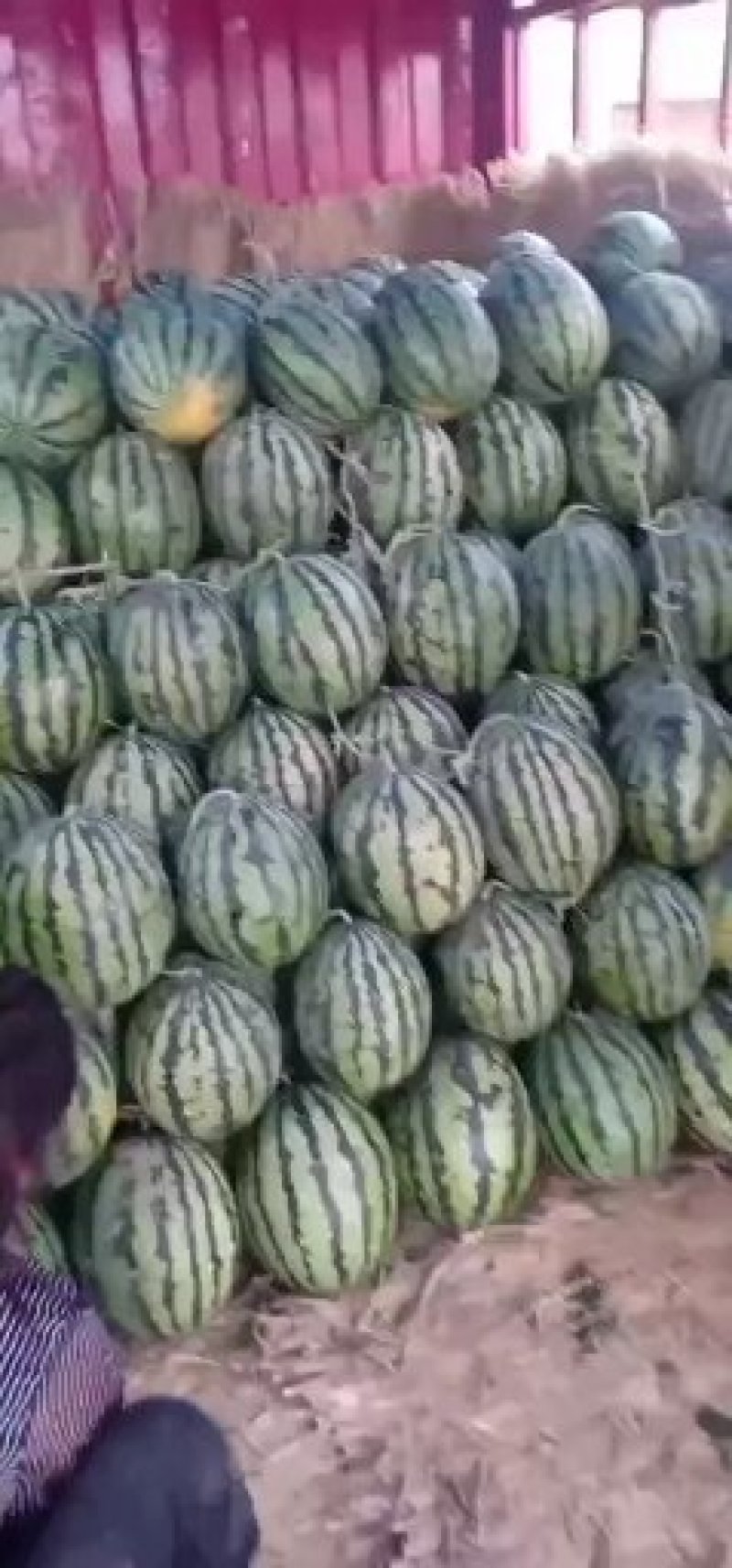 8424西瓜，皮薄口感脆甜。