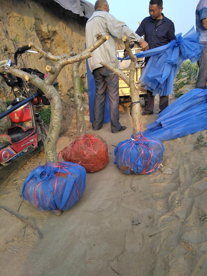 山东聊城冠县占地桃树，梨树苹果树葡萄树，绿化树，基地