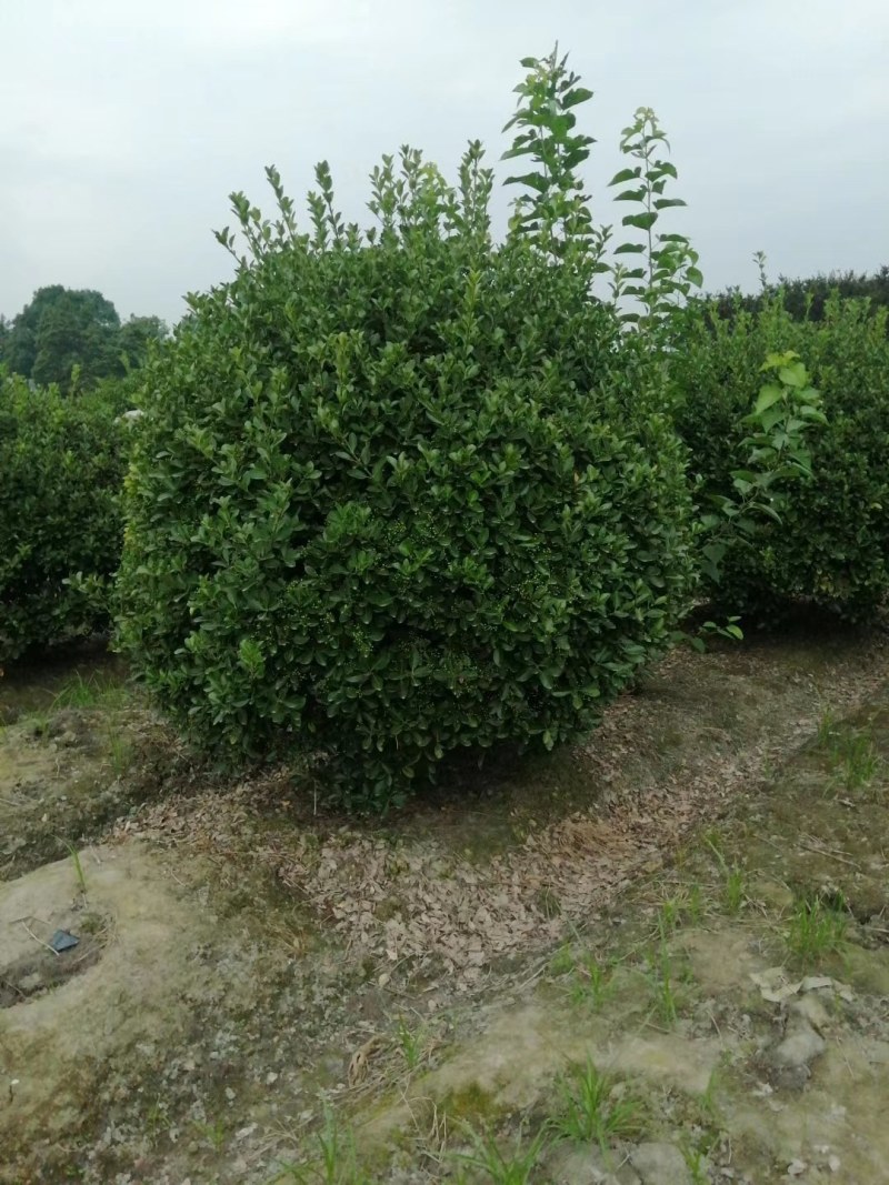 万年青大叶黄杨球形造型120-150公分