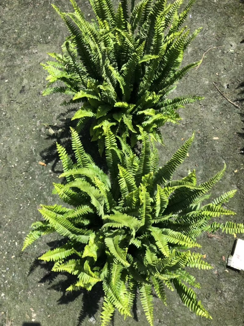 肾蕨杯苗双色杯30-40公分，冠幅20-30公分