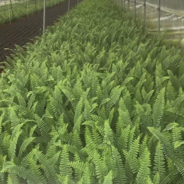 肾蕨杯苗双色杯30-40公分，冠幅20-30公分