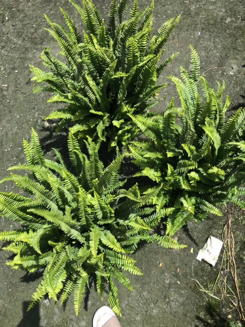 肾蕨杯苗双色杯30-40公分，冠幅20-30公分