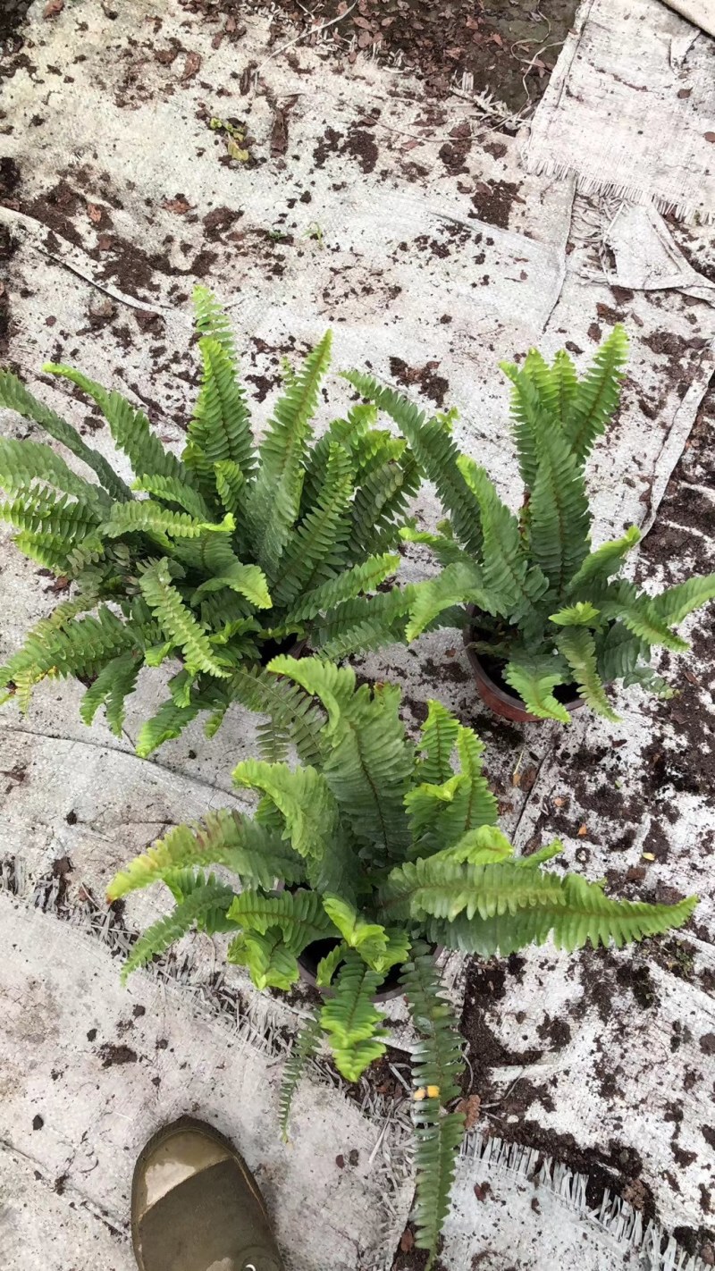 肾蕨杯苗双色杯30-40公分，冠幅20-30公分