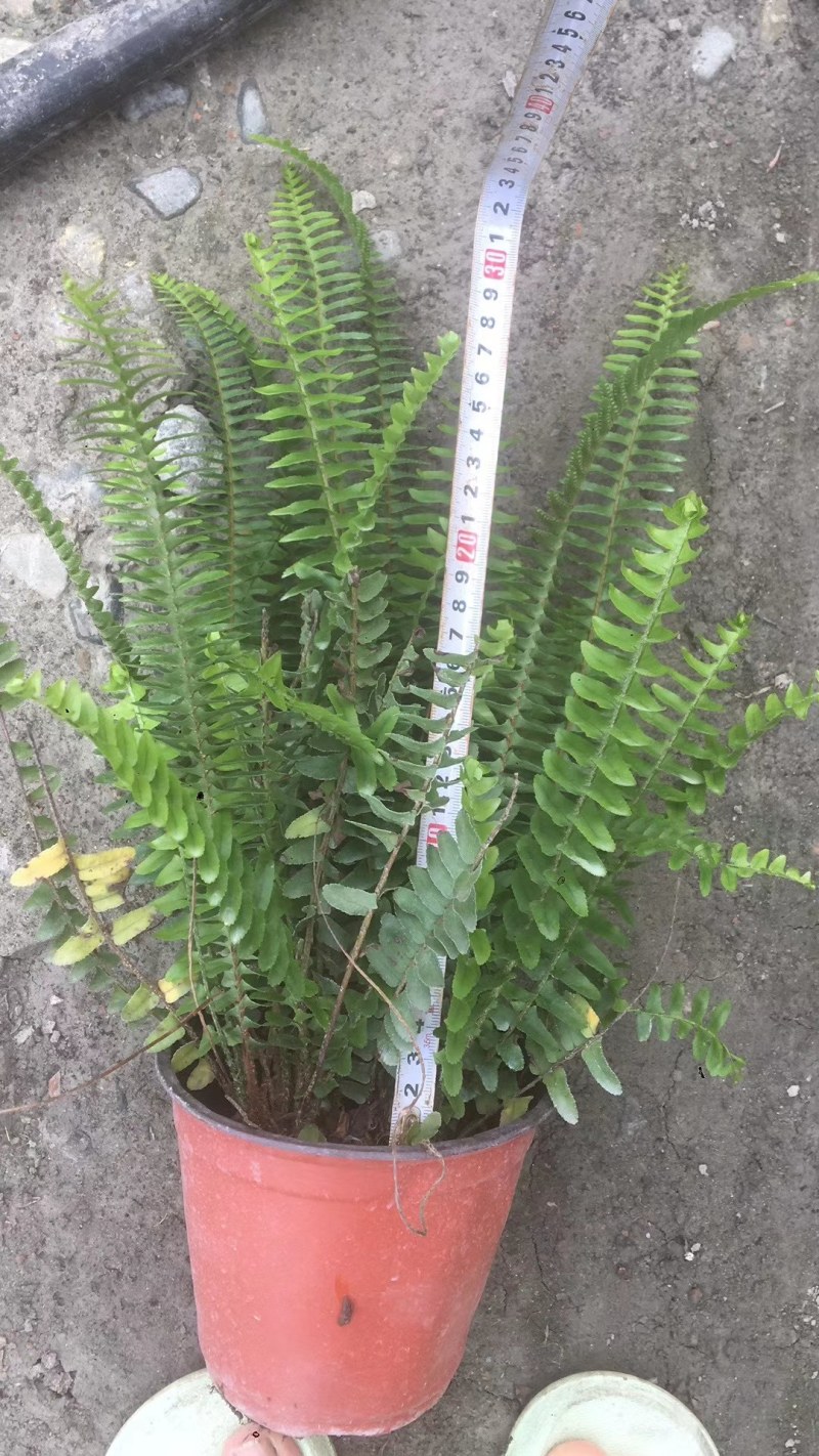 肾蕨杯苗双色杯30-40公分，冠幅20-30公分