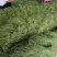 （山东豆角）山东精品长豆角，豇豆大量上市中，物美价廉