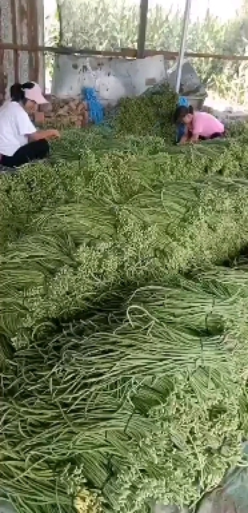 （山东豆角）山东精品长豆角，豇豆大量上市中，物美价廉