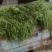 （山东豆角）山东精品长豆角，豇豆大量上市中，物美价廉