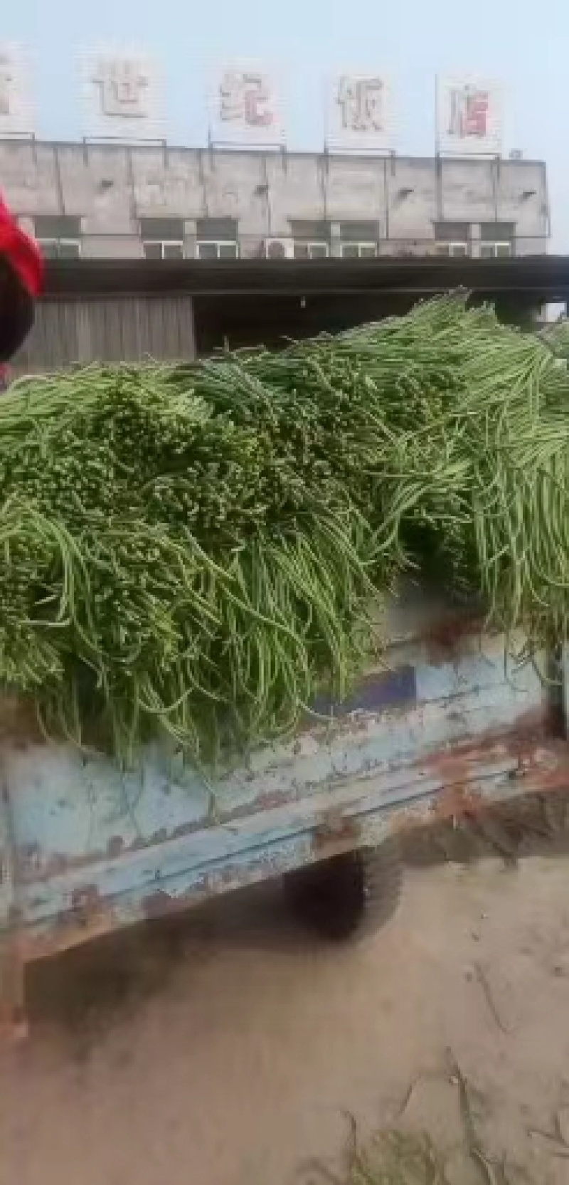 （山东豆角）山东精品长豆角，豇豆大量上市中，物美价廉