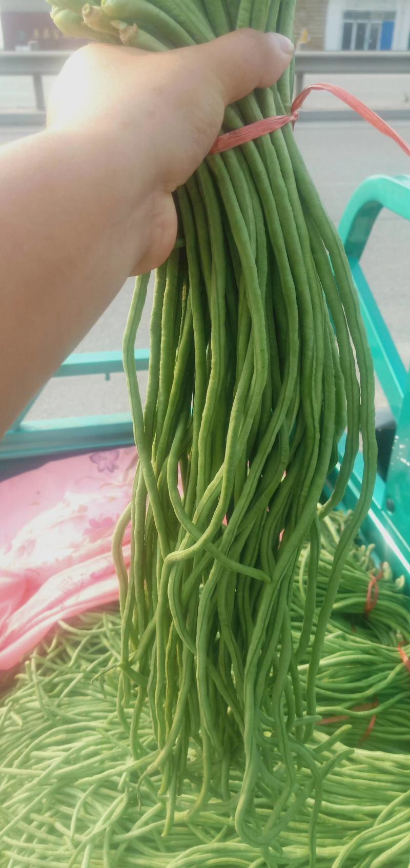 （山东豆角）山东精品长豆角，豇豆大量上市中，物美价廉