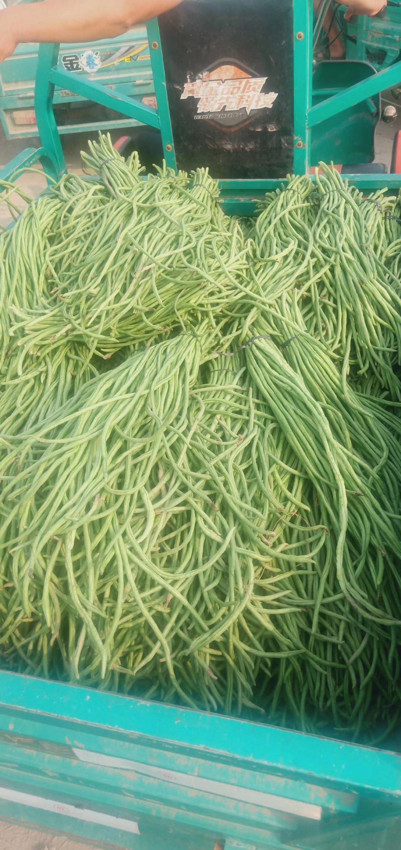 （山东豆角）山东精品长豆角，豇豆大量上市中，物美价廉