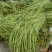 （山东豆角）山东精品长豆角，豇豆大量上市中，物美价廉