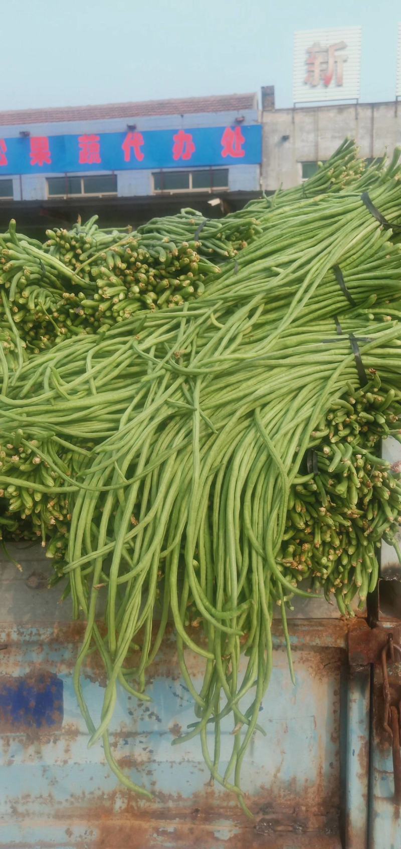 （山东豆角）山东精品长豆角，豇豆大量上市中，物美价廉