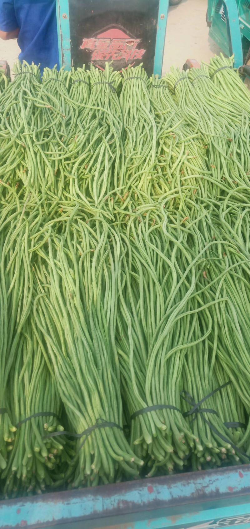 （山东豆角）山东精品长豆角，豇豆大量上市中，物美价廉