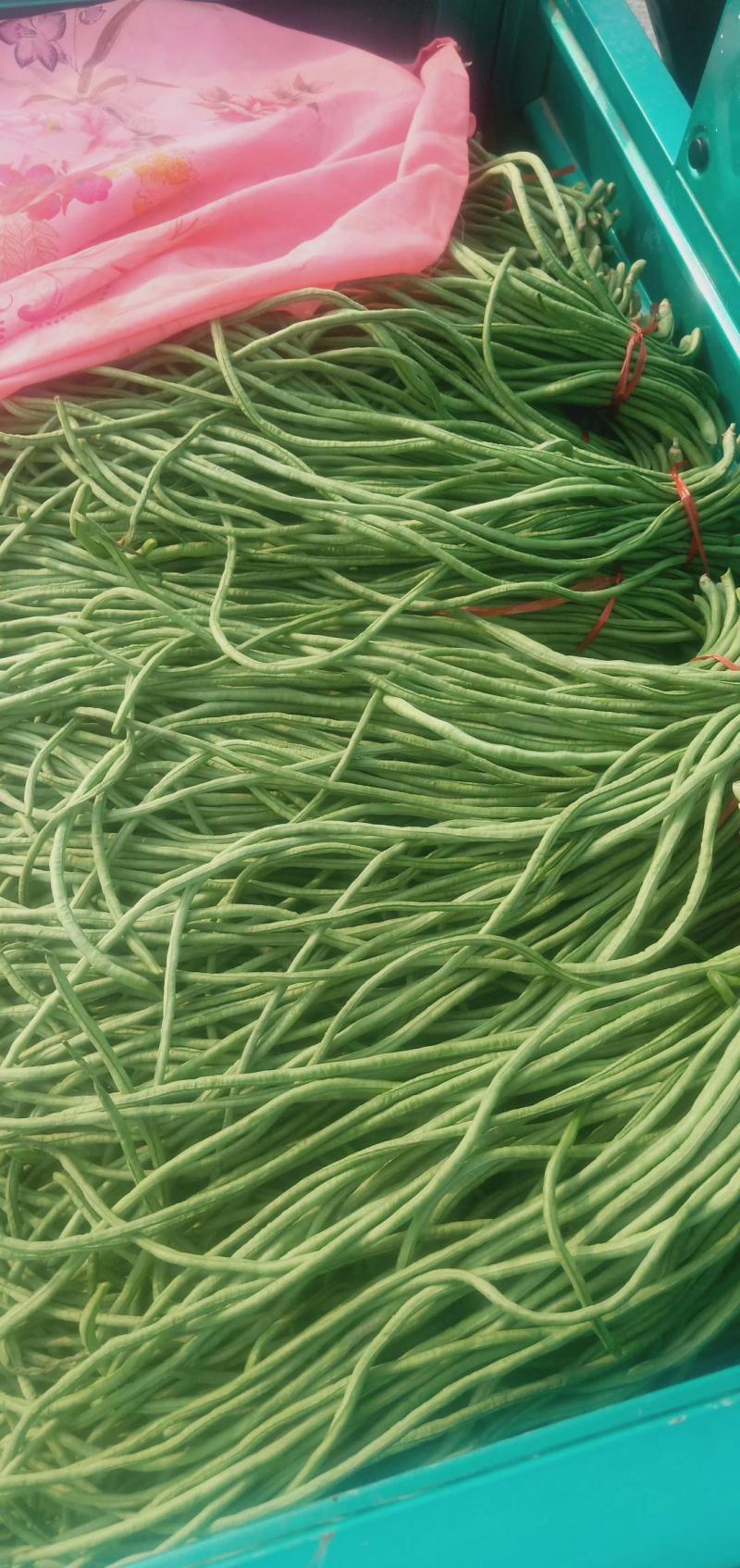 （山东豆角）山东精品长豆角，豇豆大量上市中，物美价廉