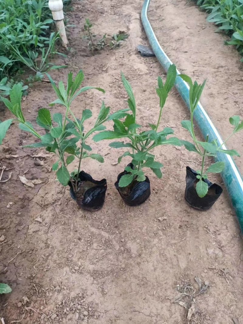 柳叶马鞭草花色淡雅，紫色的花朵开在田野里非常漂亮