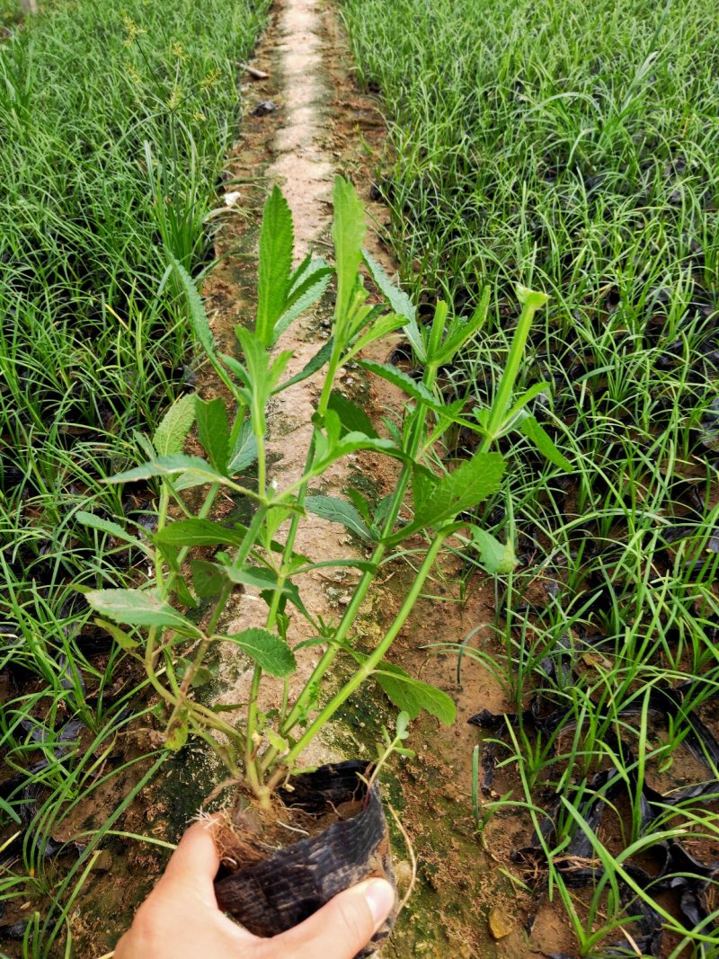柳叶马鞭草花色淡雅，紫色的花朵开在田野里非常漂亮