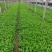 柳叶马鞭草花色淡雅，紫色的花朵开在田野里非常漂亮