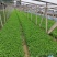 柳叶马鞭草花色淡雅，紫色的花朵开在田野里非常漂亮