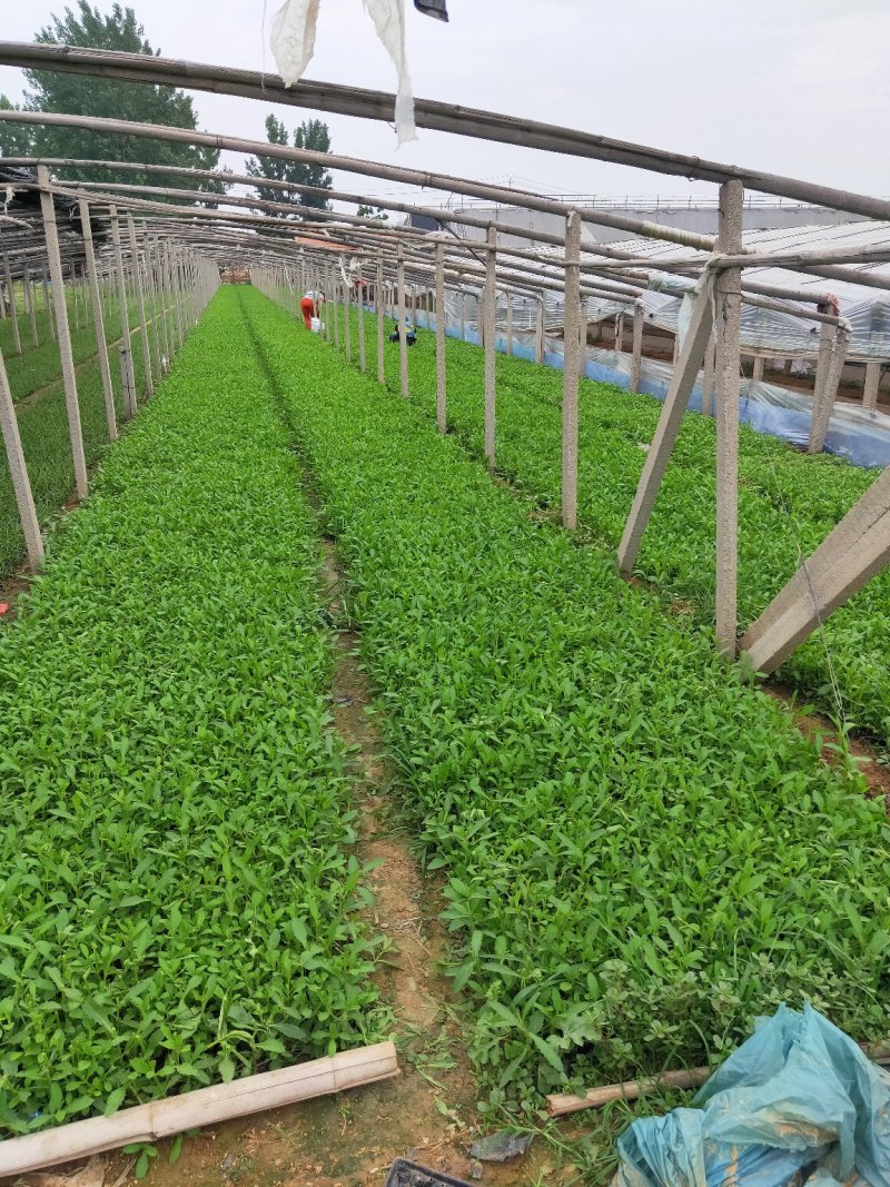 柳叶马鞭草花色淡雅，紫色的花朵开在田野里非常漂亮