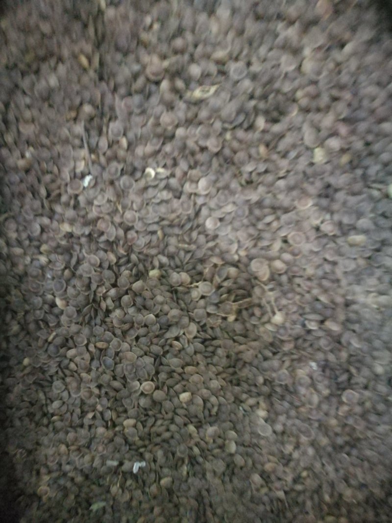 供应新采的含羞草种子