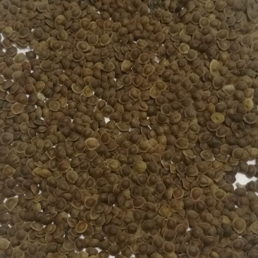 供应新采的含羞草种子