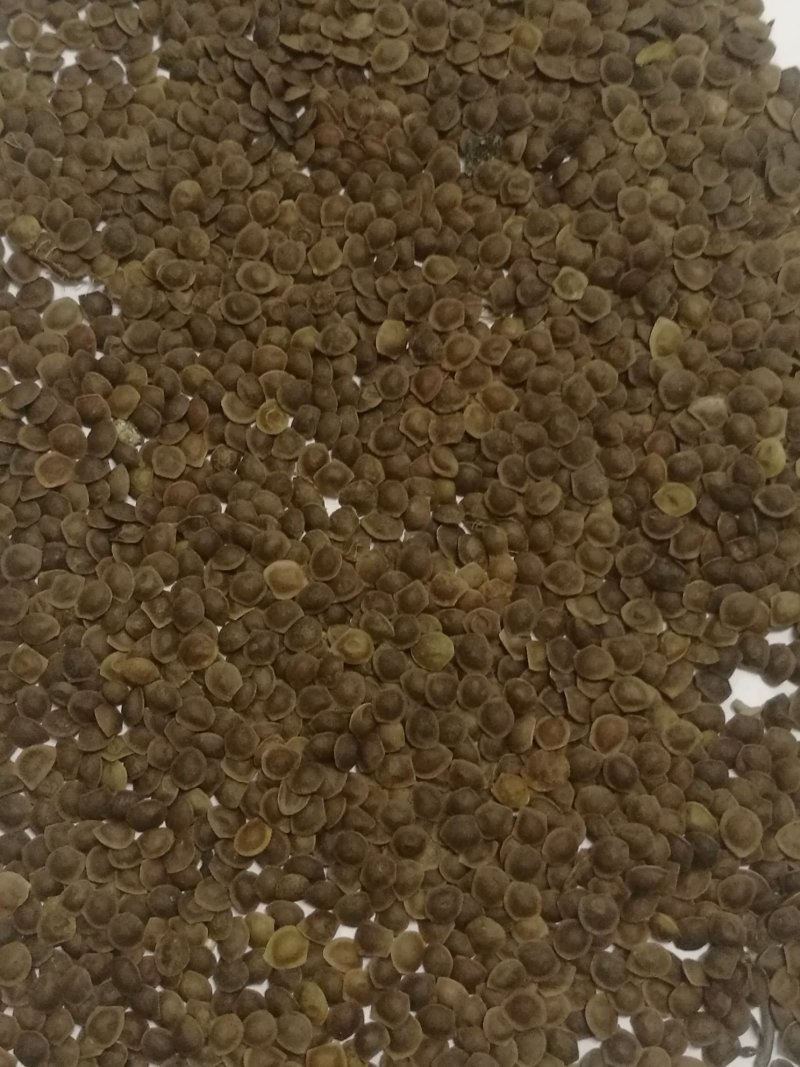 供应新采的含羞草种子