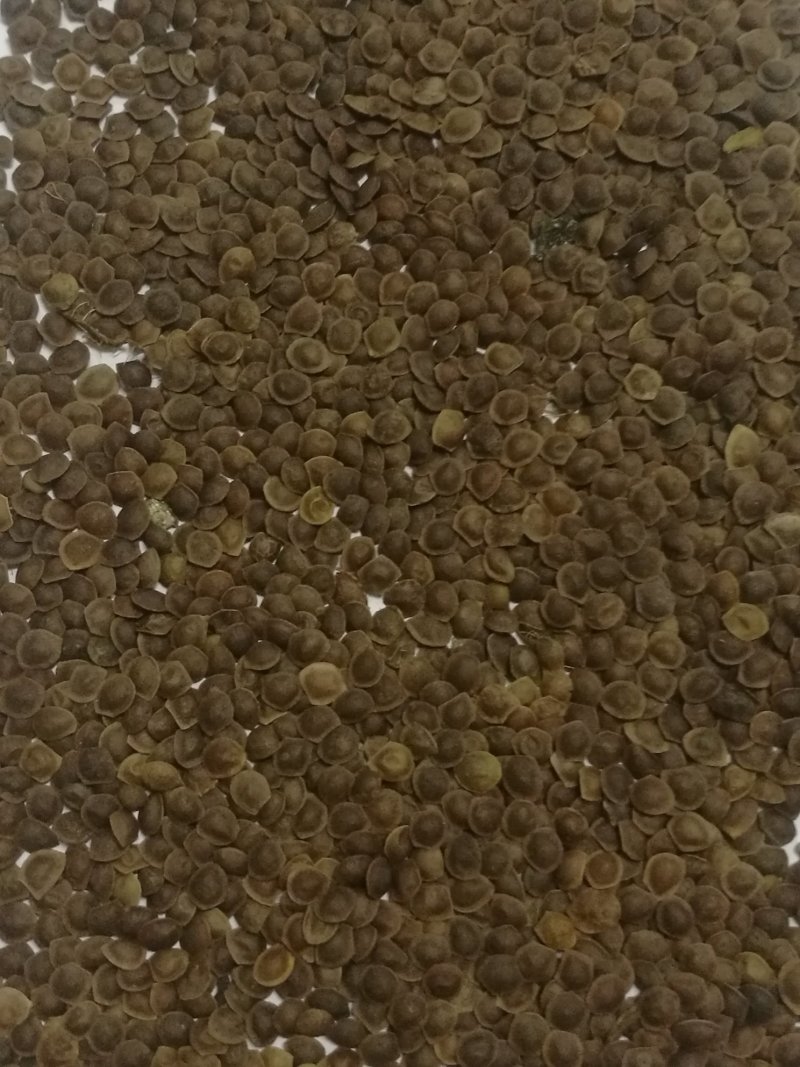 供应新采的含羞草种子