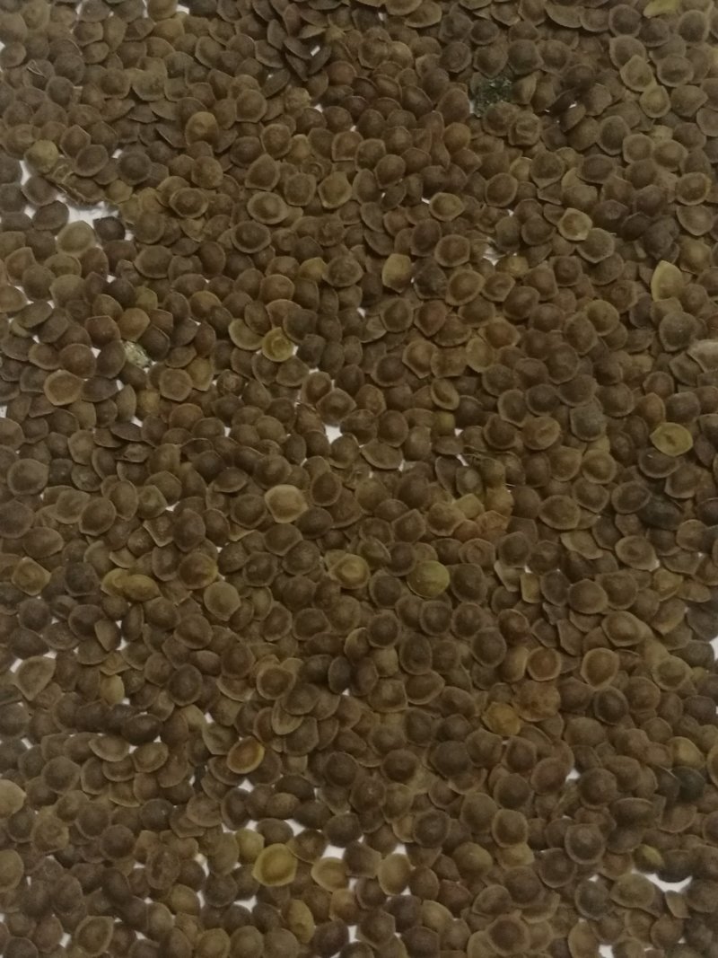 供应新采的含羞草种子