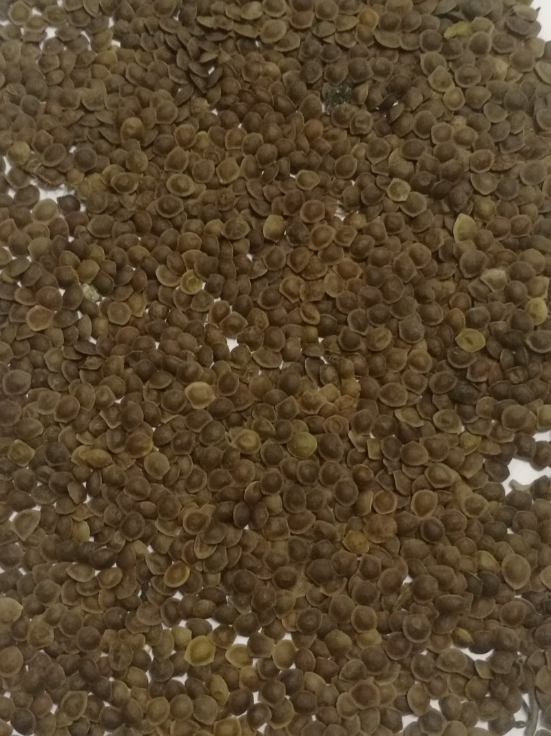 供应新采的含羞草种子