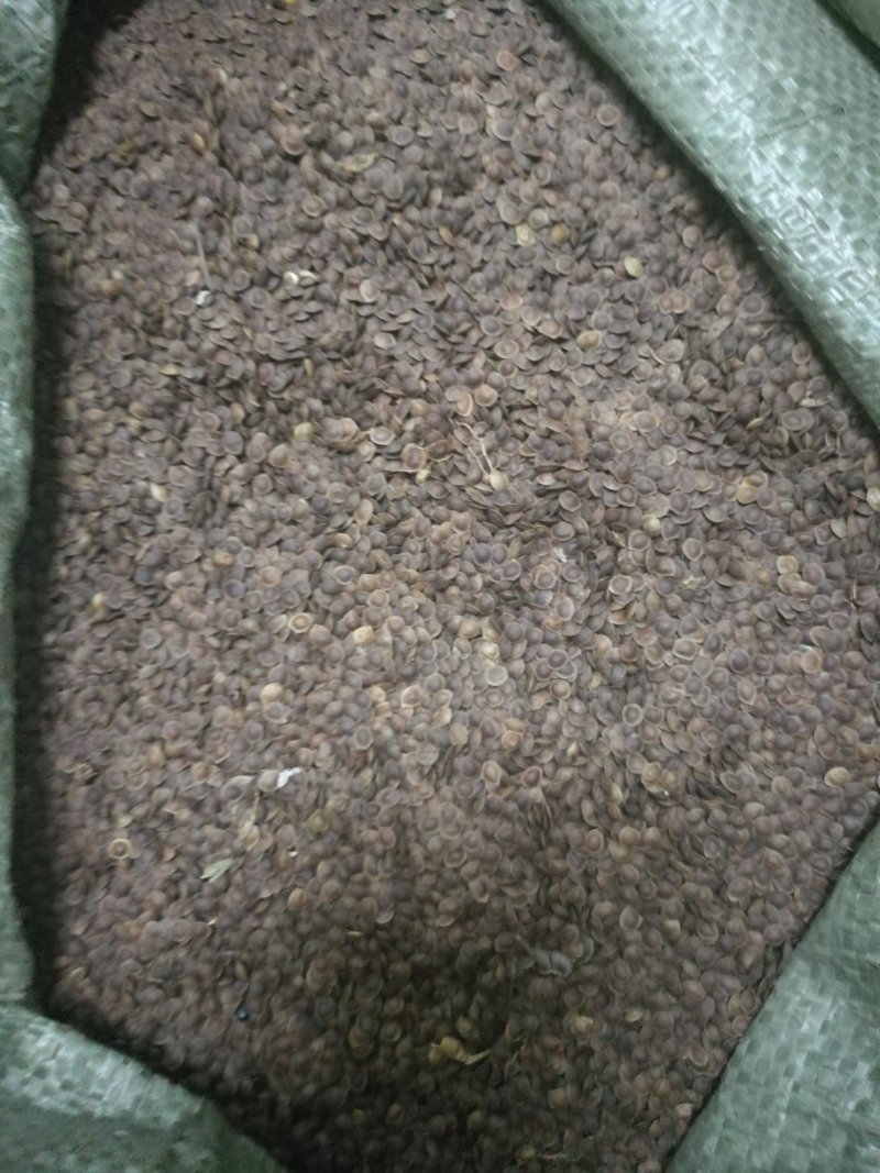 供应新采的含羞草种子