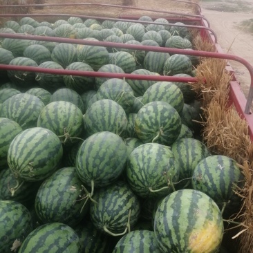 河南大棚小棚甜王西瓜冠龙长花瓜大量上市求合作