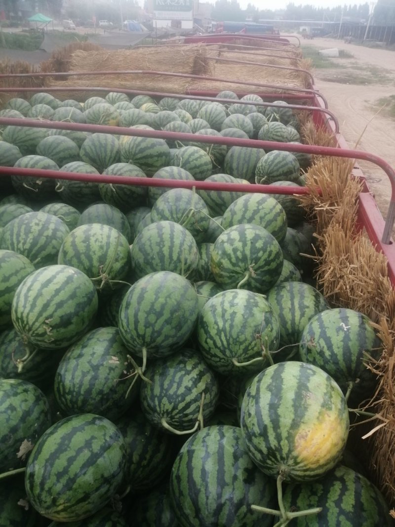 河南大棚小棚甜王西瓜冠龙长花瓜大量上市求合作