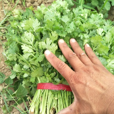 香菜