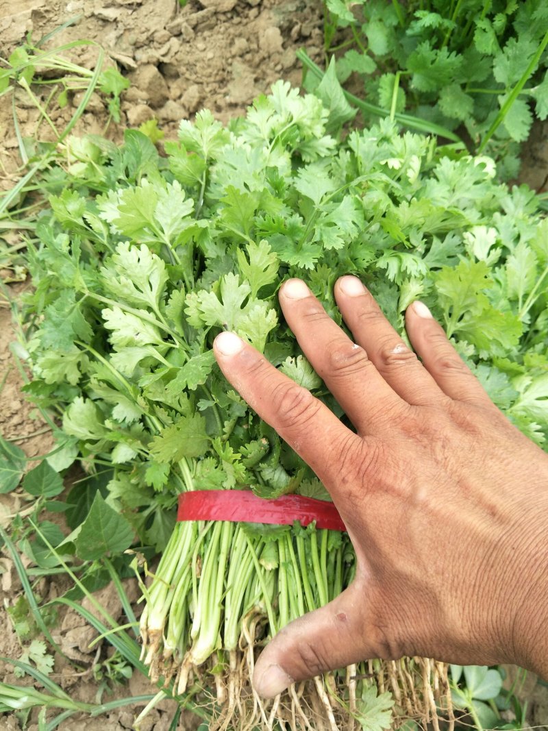 香菜