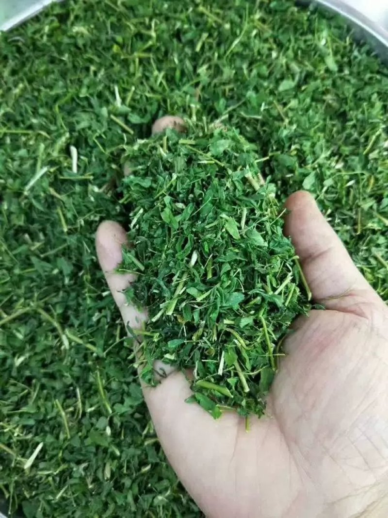 广西灵山特产相思茶相思藤茶