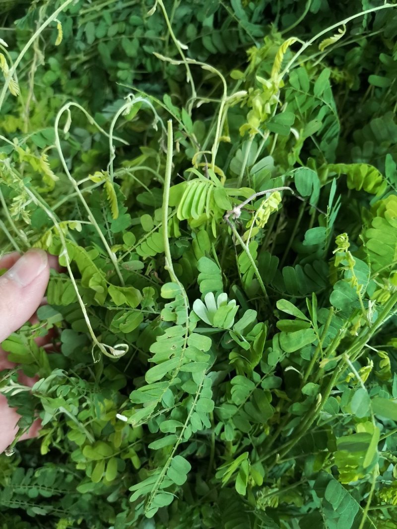 广西灵山特产相思茶相思藤茶